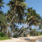 Palmbomen Sri Lanka